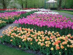 Keukenhof (71)